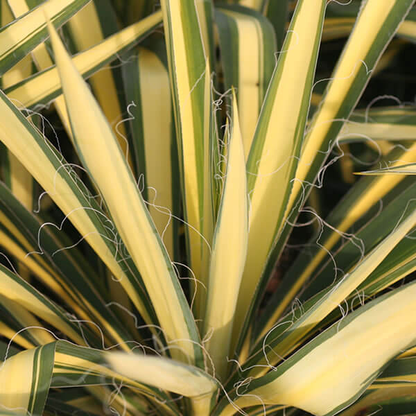 Yucca filamentosa ‘Color Guard’ 3 gallon