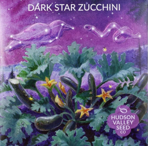 Squash, Dark Star Zucchini
